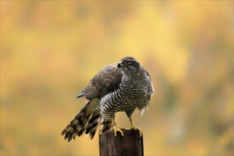 Eurasian sparrowhawk (Accipiter nisus), adult, female, perch, alert, in autumn, Sumava, Czech