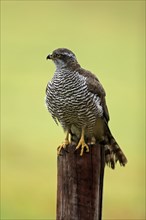 Eurasian sparrowhawk (Accipiter nisus), adult, female, perch, alert, in autumn, Sumava, Czech