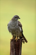 Eurasian sparrowhawk (Accipiter nisus), adult, female, perch, alert, in autumn, Sumava, Czech