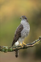 Eurasian sparrowhawk (Accipiter nisus), adult, female, on tree, alert, in autumn, Sumava, Czech