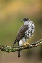 Eurasian sparrowhawk (Accipiter nisus), adult, female, on tree, alert, in autumn, Sumava, Czech