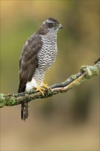 Eurasian sparrowhawk (Accipiter nisus), adult, female, on tree, alert, in autumn, Sumava, Czech