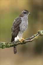 Eurasian sparrowhawk (Accipiter nisus), adult, female, on tree, alert, in autumn, Sumava, Czech