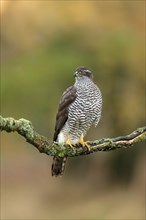 Eurasian sparrowhawk (Accipiter nisus), adult, female, on tree, alert, in autumn, Sumava, Czech