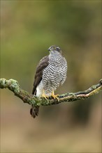 Eurasian sparrowhawk (Accipiter nisus), adult, female, on tree, alert, in autumn, Sumava, Czech