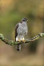 Eurasian sparrowhawk (Accipiter nisus), adult, female, on tree, alert, in autumn, Sumava, Czech