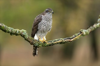 Eurasian sparrowhawk (Accipiter nisus), adult, female, on tree, alert, in autumn, Sumava, Czech