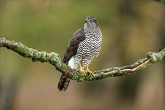 Eurasian sparrowhawk (Accipiter nisus), adult, female, on tree, alert, in autumn, Sumava, Czech