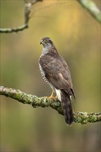 Eurasian sparrowhawk (Accipiter nisus), adult, female, on tree, alert, in autumn, Sumava, Czech