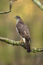 Eurasian sparrowhawk (Accipiter nisus), adult, female, on tree, alert, in autumn, Sumava, Czech