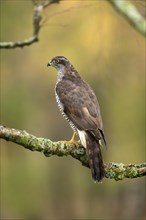 Eurasian sparrowhawk (Accipiter nisus), adult, female, on tree, alert, in autumn, Sumava, Czech