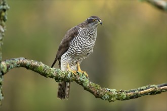 Eurasian sparrowhawk (Accipiter nisus), adult, female, on tree, alert, in autumn, Sumava, Czech