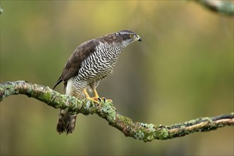 Eurasian sparrowhawk (Accipiter nisus), adult, female, on tree, alert, in autumn, Sumava, Czech