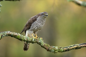 Eurasian sparrowhawk (Accipiter nisus), adult, female, on tree, calling, in autumn, Bohemian