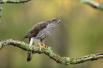 Eurasian sparrowhawk (Accipiter nisus), adult, female, on tree, alert, in autumn, Sumava, Czech