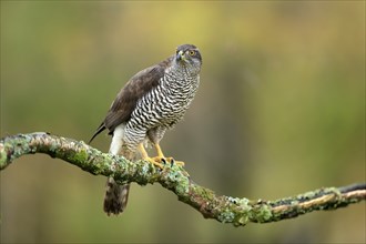 Eurasian sparrowhawk (Accipiter nisus), adult, female, on tree, alert, in autumn, Sumava, Czech