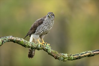 Eurasian sparrowhawk (Accipiter nisus), adult, female, on tree, alert, in autumn, Sumava, Czech