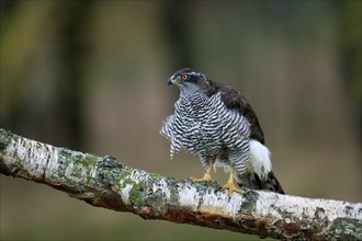 Eurasian sparrowhawk (Accipiter nisus), adult, female, on tree, alert, in autumn, Sumava, Czech