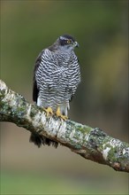 Eurasian sparrowhawk (Accipiter nisus), adult, female, on tree, alert, in autumn, Sumava, Czech