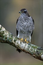 Eurasian sparrowhawk (Accipiter nisus), adult, female, on tree, alert, in autumn, Sumava, Czech