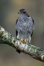 Eurasian sparrowhawk (Accipiter nisus), adult, female, on tree, alert, in autumn, Sumava, Czech