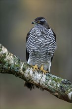 Eurasian sparrowhawk (Accipiter nisus), adult, female, on tree, alert, in autumn, Sumava, Czech