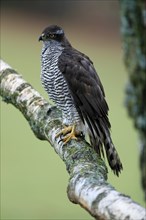 Eurasian sparrowhawk (Accipiter nisus), adult, female, on tree, alert, in autumn, Sumava, Czech