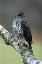 Eurasian sparrowhawk (Accipiter nisus), adult, female, on tree, alert, in autumn, Sumava, Czech