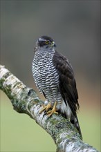 Eurasian sparrowhawk (Accipiter nisus), adult, female, on tree, alert, in autumn, Sumava, Czech