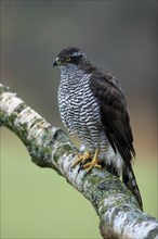 Eurasian sparrowhawk (Accipiter nisus), adult, female, on tree, alert, in autumn, Sumava, Czech