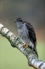 Eurasian sparrowhawk (Accipiter nisus), adult, female, on tree, alert, in autumn, Sumava, Czech