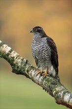 Eurasian sparrowhawk (Accipiter nisus), adult, female, on tree, alert, in autumn, Sumava, Czech