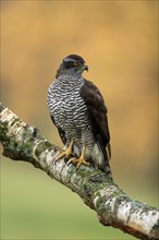 Eurasian sparrowhawk (Accipiter nisus), adult, female, on tree, alert, in autumn, Sumava, Czech