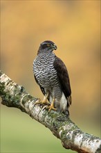 Eurasian sparrowhawk (Accipiter nisus), adult, female, on tree, alert, in autumn, Sumava, Czech