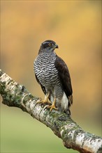 Eurasian sparrowhawk (Accipiter nisus), adult, female, on tree, alert, in autumn, Sumava, Czech