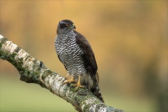 Eurasian sparrowhawk (Accipiter nisus), adult, female, on tree, alert, in autumn, Sumava, Czech