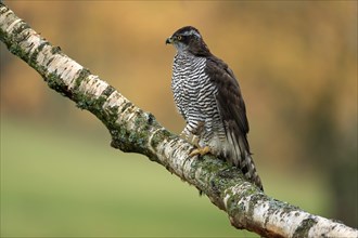 Eurasian sparrowhawk (Accipiter nisus), adult, female, on tree, alert, in autumn, Sumava, Czech