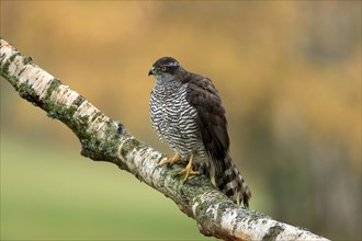 Eurasian sparrowhawk (Accipiter nisus), adult, female, on tree, alert, in autumn, Sumava, Czech