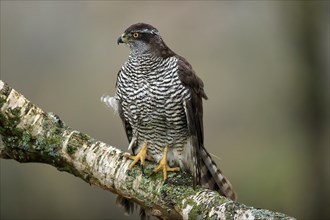 Eurasian sparrowhawk (Accipiter nisus), adult, female, on tree, alert, in autumn, Sumava, Czech