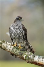 Eurasian sparrowhawk (Accipiter nisus), adult, female, on tree, alert, in autumn, Sumava, Czech