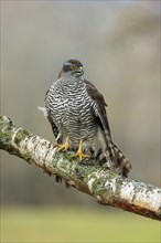 Eurasian sparrowhawk (Accipiter nisus), adult, female, on tree, alert, in autumn, Sumava, Czech