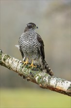 Eurasian sparrowhawk (Accipiter nisus), adult, female, on tree, alert, in autumn, Sumava, Czech