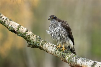 Eurasian sparrowhawk (Accipiter nisus), adult, female, on tree, alert, in autumn, Sumava, Czech