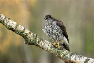 Eurasian sparrowhawk (Accipiter nisus), adult, female, on tree, calling, in autumn, Bohemian