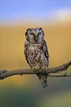 Tengmalm's owl (Aegolius funereus), Great Horned Owl, adult, perch, alert, in autumn, Sumava, Czech