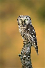 Tengmalm's owl (Aegolius funereus), Great Horned Owl, adult, perch, alert, in autumn, Sumava, Czech