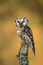 Tengmalm's owl (Aegolius funereus), Great Horned Owl, adult, perch, alert, in autumn, Sumava, Czech