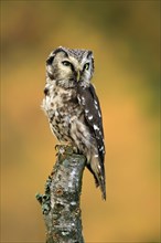 Tengmalm's owl (Aegolius funereus), Great Horned Owl, adult, perch, alert, in autumn, Sumava, Czech