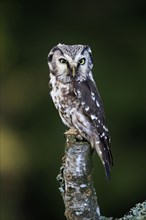 Tengmalm's owl (Aegolius funereus), Great Horned Owl, adult, perch, alert, in autumn, Sumava, Czech