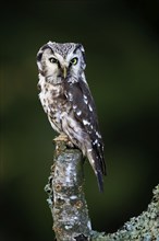 Tengmalm's owl (Aegolius funereus), Great Horned Owl, adult, perch, alert, in autumn, Sumava, Czech